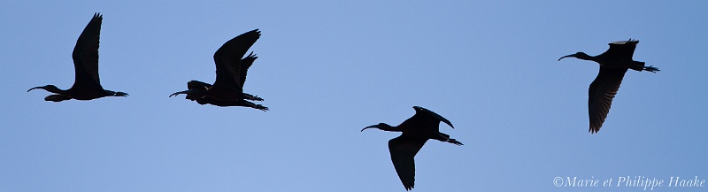 Ibis 0004_wm.jpg - Ibis falcinelle - Glossy Ibis - Plegadis Falcinellus (Camargue, France, février 2011)